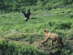 Bald Eagle and a Bear