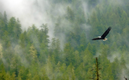 Bald Eagle - BIRDS OF PREY, NATURE, EAGLES, BEAUTY