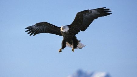 Bald Eagle - BIRDS OF PREY, NATURE, EAGLES, BEAUTY