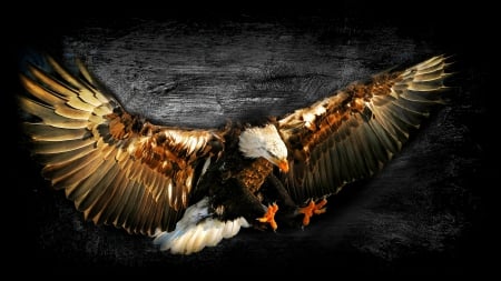 Bald Eagle Work of Art - eagles, nature, beauty, birds of prey