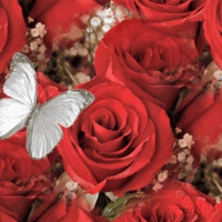 butterfly on red roses