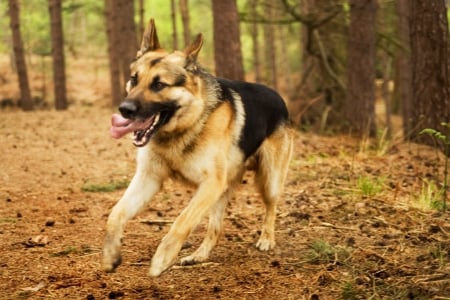 German Shepherd - playful, running, forest, nature