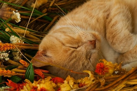 Cat - sleepy, cute, beautiful, cat, sleeping, kitty, cats, hat, cat face, paws, face, animals, pretty, beauty, sweet, kitten, lovely