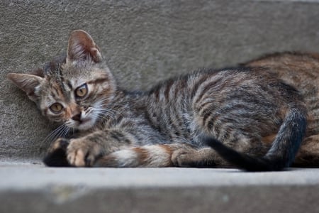 Cat - sleepy, cute, beautiful, cat, sleeping, kitty, cats, hat, cat face, paws, face, animals, pretty, beauty, sweet, kitten, lovely