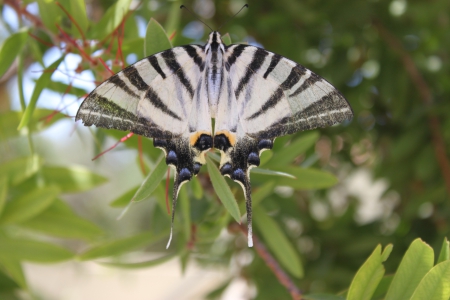 Butterflie from rhodos - animal, lovely, greek, butterflies