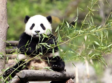 PROTECTED PANDA FROM CHINA - china, travel, adorable, bear, animals, photos, wild, eating, big animal, panda, eastern