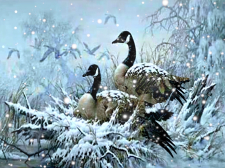 WINTER TIME SNOW GEESE - geese, birds, winter, snowflakes, blue, beautiful, snow, holidays, winter time, frost