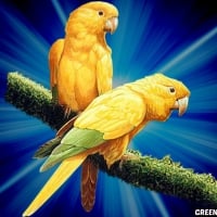 YELLOW PARROTS