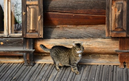 Cat - sleeping, beauty, cat face, hat, animals, sleepy, paws, face, pretty, cute, cat, kitty, lovely, kitten, cats, beautiful, sweet