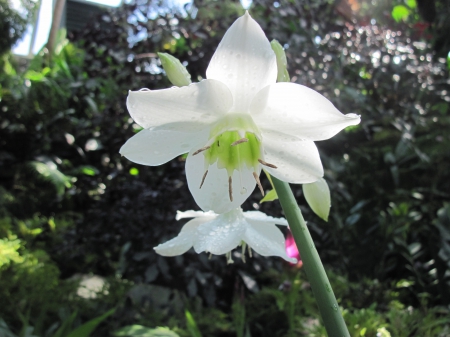 Exotic flowers at the pyramids 10 - white, photography, green, flowers, garden