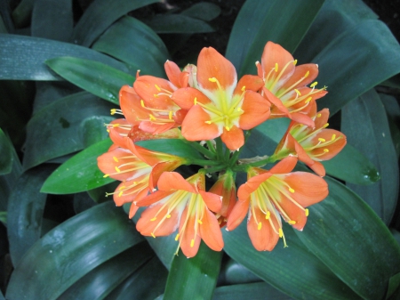 Exotic flowers at the pyramids 11 - Flowers, garden, green, photography, orange