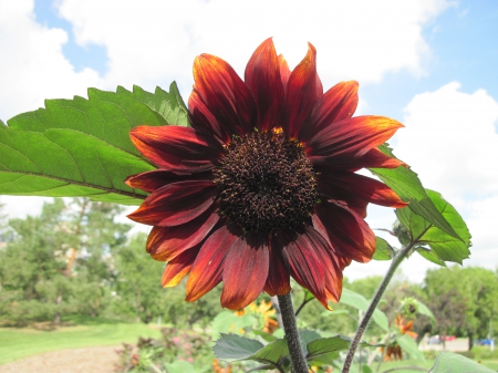 Exotic flowers at the pyramids 18 - Flowers, wine color, garden, green, photography, leaf