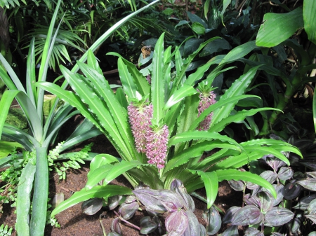 Exotic flowers at the pyramids 19 - Flowers, green, photography, garden