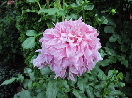 Exotic flowers at the pyramids 20 - dahlia, pink, photography, green, flowers, garden