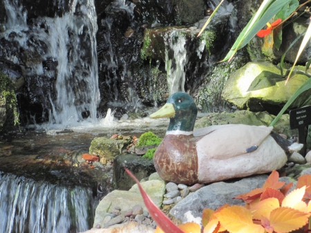 Duck on waterfalls - duck, photography, green, waterfalls, garden, flamingo lily