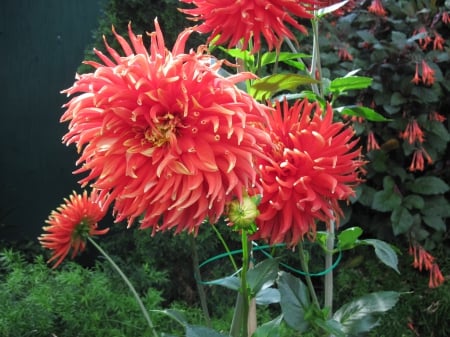 Exotic flowers at the pyramids 23 - dahlia, red, photography, green, flowers, garden