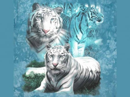 Tigers - black, white, tigers, wild