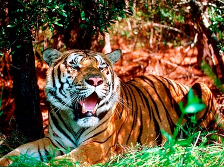 Tiger - nature, orange, tiger, wild