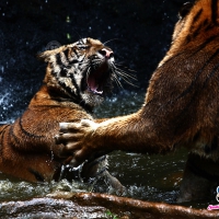 Tiger Fight