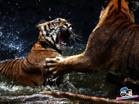 Tiger Fight - fight, mean, tigers, wild