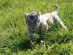 White Tiger