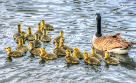 *** Goosie family *** - bird, birds, animal, animals