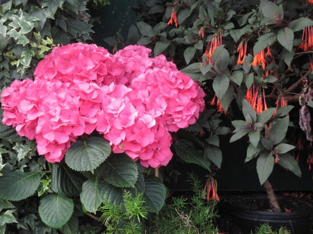 Exotic flowers at the pyramids 24 - red, photography, green, flowers, hydrangeas, garden