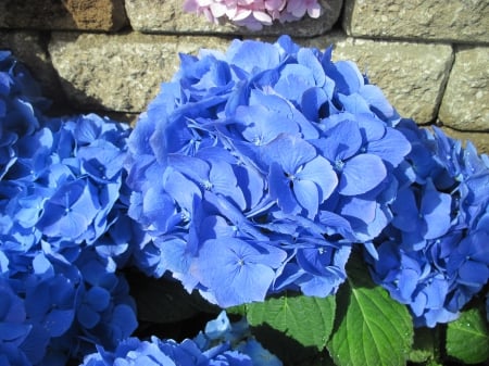 Exotic flowers at the pyramids 25 - photography, blue, green, hydrangeas, flowers, garden