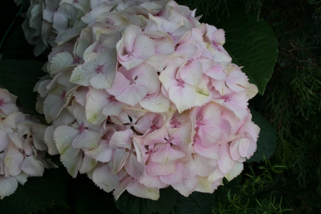 Exotic flowers at the pyramids 26 - Flowers, garden, green, photography, hydrangeas, pink