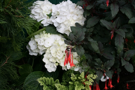 Exotic flowers at the pyramids 27 - Flowers, garden, green, photography, Hydrangeas, White