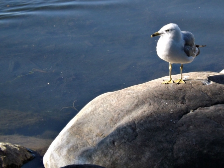 seagull in full - rock, water, blue, seagull