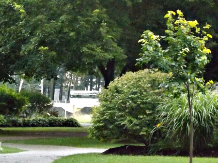 Sunnidale park - bushes, trees, walkway, green