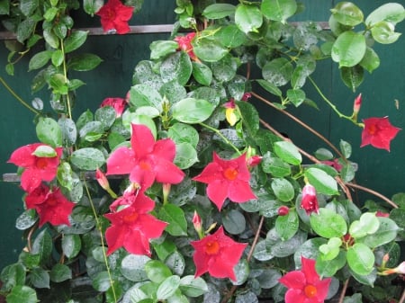 Exotic flowers at the pyramids 33 - red, photography, green, flowers, garden