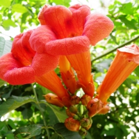 Trumpet Vine Creeper Orange Long Flower, Hummingbird Flower, Cow Itching Climbing