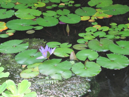 Exotic flowers at the pyramids 34 - purple, lotus, photography, green, flowers, pond