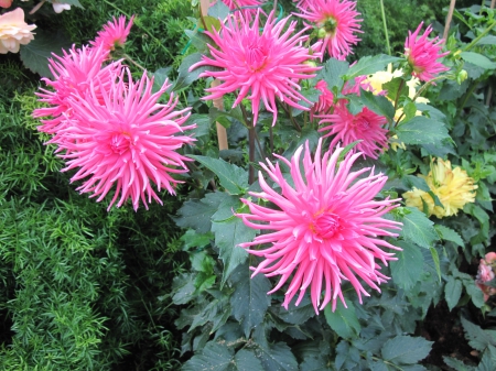 Exotic flowers at the pyramids 35 - gardewn, Dahlia, Flowers, garden, green, photography, Pink