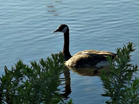 Canadian Geese - water, canadian geese, brush, blue