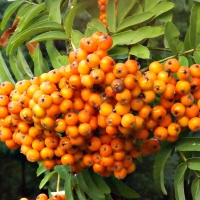 orange berries