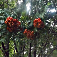 orange berries