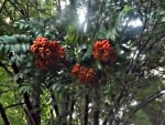 orange berries