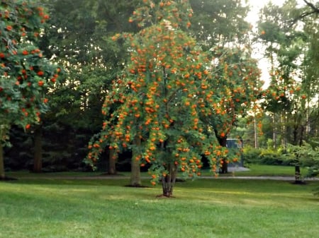 orange berry tree - orange berry tree, orange, parks, tree