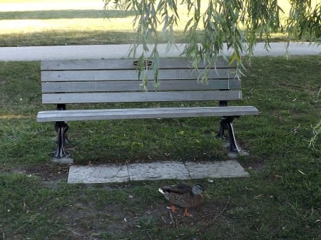 someone's hungry - green, bench, duck, parks