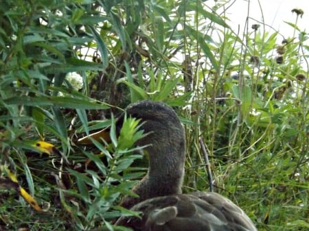 can you see me - duck, weeds, foilage, green