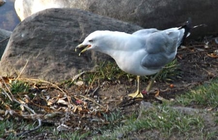 screeching seagull - beach, seagull, birds, parks