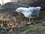 screeching seagull