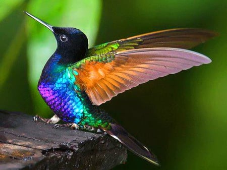 Hummer - bird, beauty, colors, hummingbird