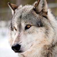 Wolf Portrait