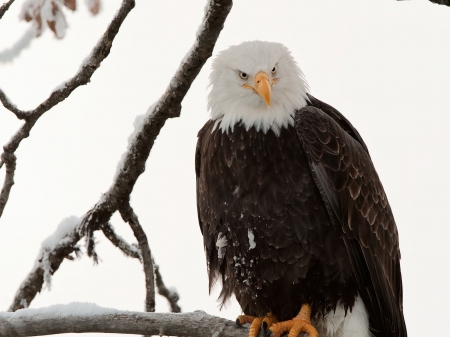 Bald Eagle - raptor, wildlife, tree, nature, sitting