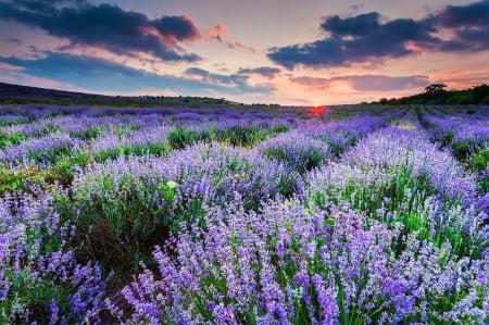 Sea of lavender - pretty, summer, lavender, amazing, grass, meadow, light, scent, field, nice, sky, clouds, carpet, rowws, sea, fragrance, lovely, freshness, nature, sunset, rays, ebautiful