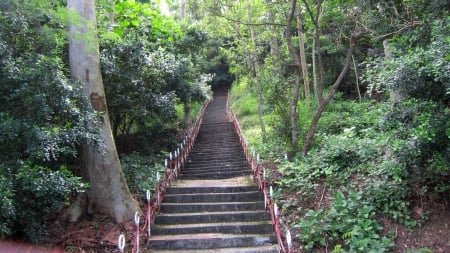 Mountain climbing - climbing, Mountain, Ladder, forest, tree